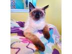 Confetti Domestic Shorthair Kitten Female