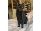 Dexter Domestic Shorthair Senior Male