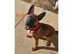 Rook German Shepherd Dog Puppy Male