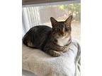 Blue Eyes Domestic Shorthair Kitten Female