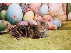 Rolex Domestic Shorthair Young Male