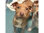 Poppy Mixed Breed (Large) Puppy Female