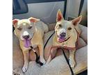 Bonnie Labrador Retriever Young Female