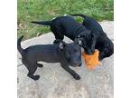 Tramp Labrador Retriever Puppy Male