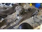 Lilah Great Dane Young Female