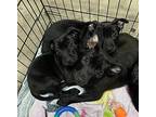 Peg Labrador Retriever Puppy Male