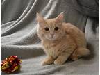 Leala Domestic Mediumhair Young Female
