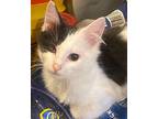 Johnny Domestic Longhair Kitten Male