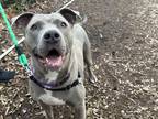 Nala American Pit Bull Terrier Adult Female