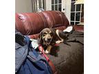 Lady Labrador Retriever Senior Female