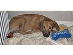 Arya Labrador Retriever Puppy Female