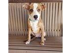 RUBBLE Boxer Young Male