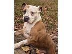 Jackson American Staffordshire Terrier Young Male