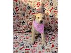 ADOPTION PENDING: Molly Labrador Retriever Puppy Female