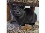 Skylar Domestic Shorthair Kitten Female