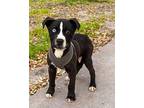 Rocky Biondo Mixed Breed (Medium) Puppy Male