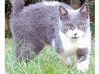 Bunny American Bobtail Young Female