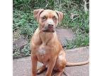 Lion Rhodesian Ridgeback Young Male
