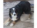 Ellie Australian Shepherd Puppy Female