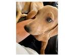 Toni Dachshund Puppy Female