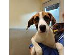 Dominica Boxer Puppy Female