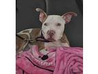 Gizmo American Pit Bull Terrier Young Female