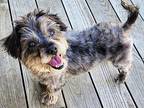 Gus Lhasa Apso Adult Male