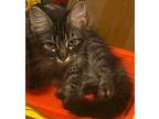 Cinderella Maine Coon Kitten Female