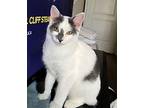 Stella American Shorthair Kitten Female