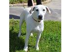 Joise Labrador Retriever Young Female