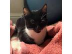 Jolene American Shorthair Kitten Female