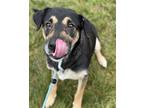 Aberdeen German Shepherd Dog Adult Female