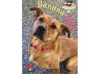 Banana Split Retriever (Unknown Type) Young Female
