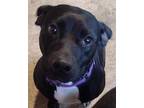 Terri Labrador Retriever Young Female