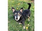 Apples Miniature Pinscher Senior Male