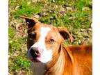 Cool Papa Bell American Staffordshire Terrier Young Male