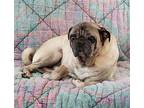 2024 - 2001 Tugg Pug Adult Male