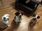 OH/Winnie Brittany Adult Female