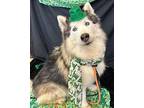 FANG Alaskan Malamute Senior Male