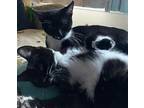Francis American Shorthair Kitten Female