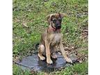 Emma Mixed Breed (Medium) Puppy Female
