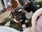 Jules Domestic Shorthair Kitten Male