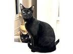 KITTEN DISTINGUISHED DERRICK Domestic Shorthair Young Male
