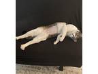 Cleo American Shorthair Young Female