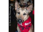 Harley German Shepherd Dog Young Female