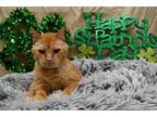 Honey Domestic Shorthair Senior Female