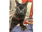 Knight Domestic Shorthair Senior Male