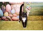 Oreo Domestic Shorthair Young Female