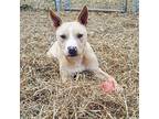 Penny Labrador Retriever Young Female