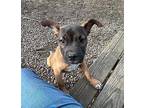 Susie Boxer Puppy Female